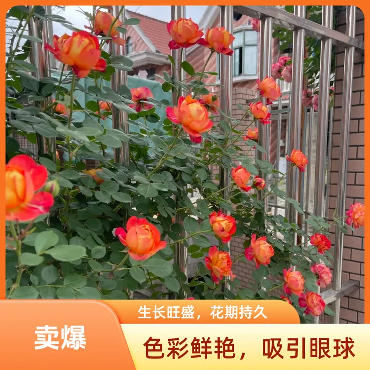 【藤宝贝】月季花苗爬藤月季爬藤月季大花藤本植物庭院阳台多季开花