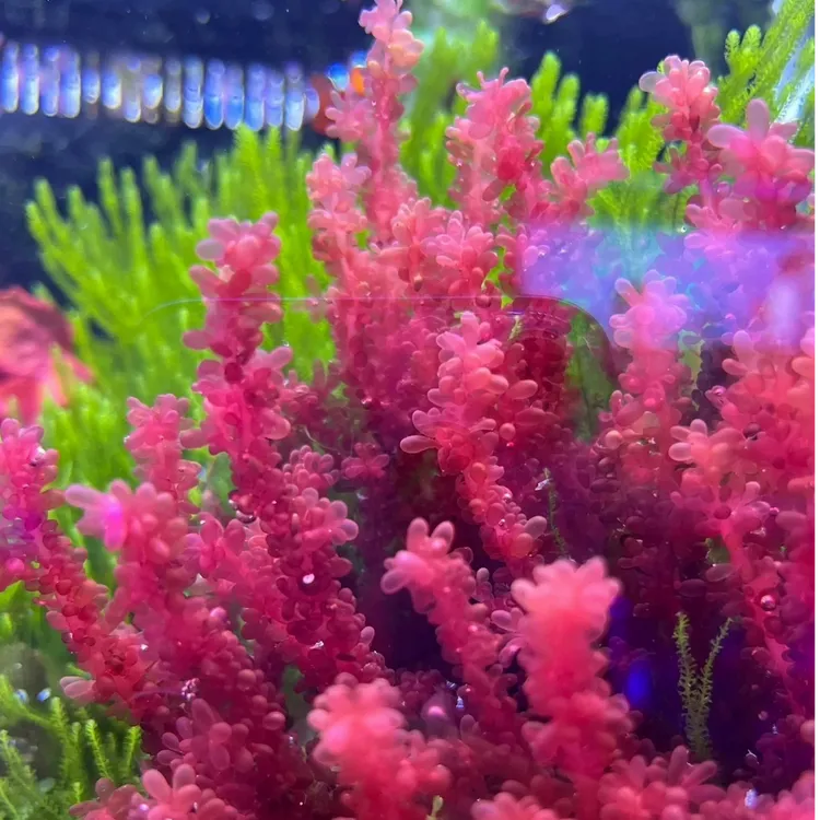 海缸高等藻净化水质高等藻羽毛藻钢毛藻小丑鱼美观海缸造景