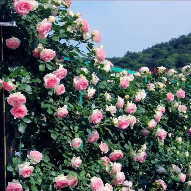 蔷薇花种子爬藤月季玫瑰四季种植爬墙攀援庭院室内花卉盆栽植物籽商品图