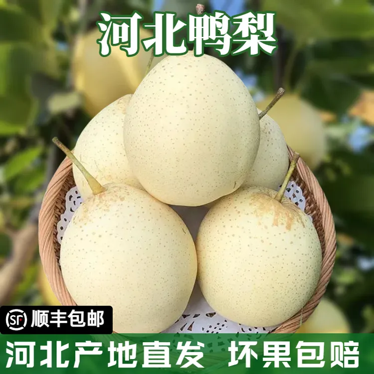【顺丰空运】中秋好礼河北鸭梨当季新鲜水果产地直发脆甜无渣雪梨子