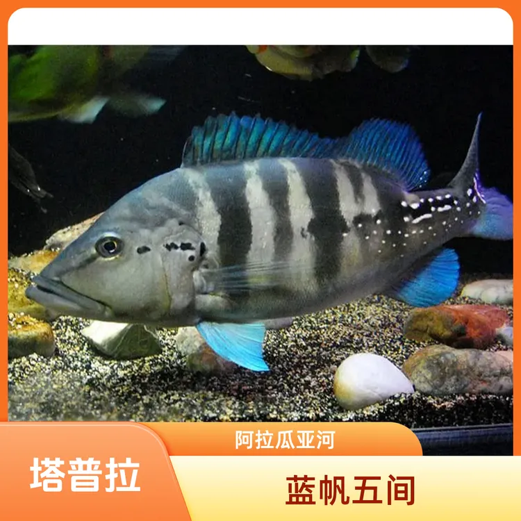 塔普拉蓝帆五间-原产阿拉瓜亚河流域亚热带南美大型三间鱼观赏鱼
