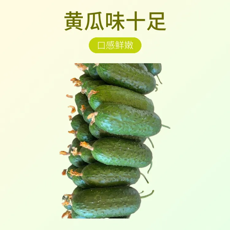 农家新鲜采摘水果玛莎小黄瓜清香脆嫩口感鲜嫩