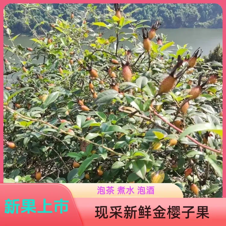 贵州高山金樱子蜂糖罐糖罐子刺梨子鲜果现发