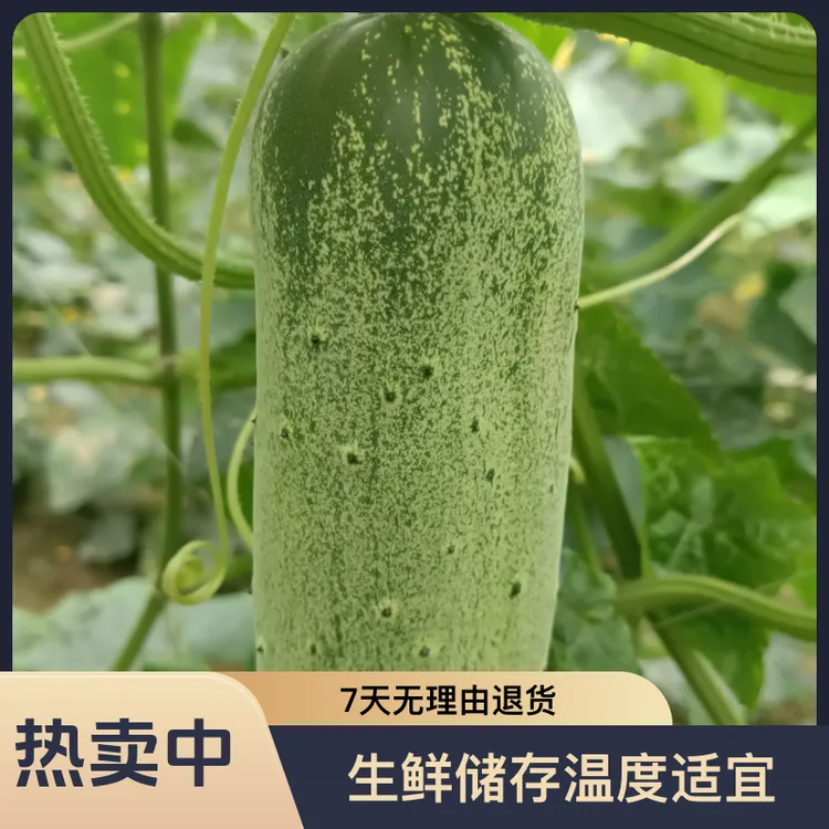 云南马关本地老品种农家菜黄瓜黄瓜籽