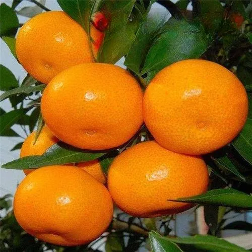 黄岩无核蜜桔苗 正宗嫁接桔子树苗南北方种植 皮薄甜橘子地栽盆栽