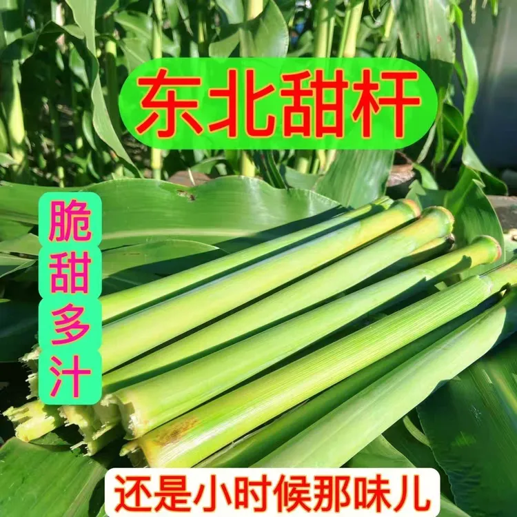 【顺丰包邮】童年回忆！东北新鲜甜杆甜芦粟小甘蔗清甜多汁童年味道
