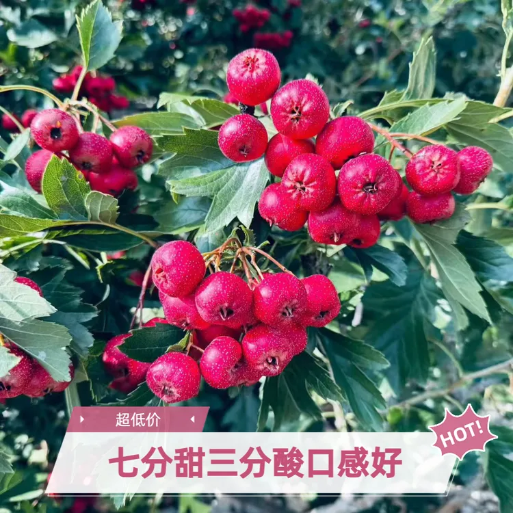 【曹书记专属】新鲜甜红子山楂果园直发水果山楂七分甜三分酸