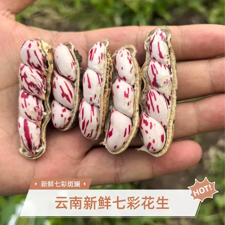 2025新鲜七彩花生云南特产现挖现发带壳带泥新鲜湿花生
