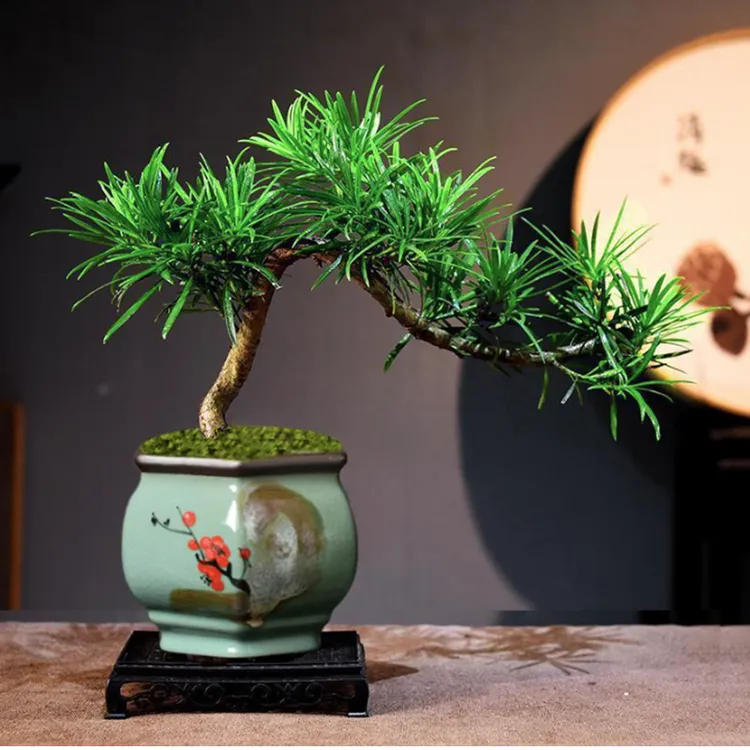 罗汉松盆景造型树老桩悬崖飘枝植物盆栽室内客厅办公室绿植好养