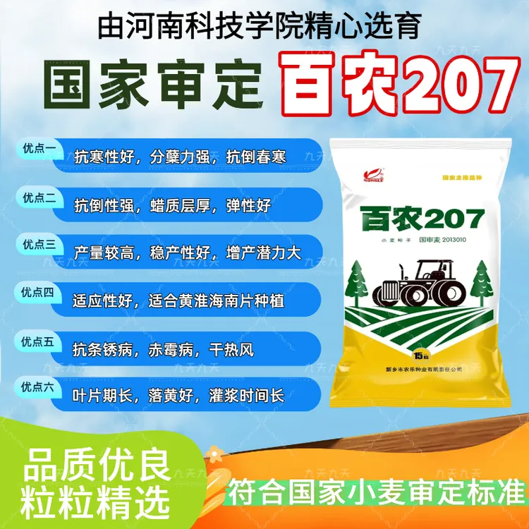 耐高温抗冻高产矮杆大穗分蘖强小麦种百农207