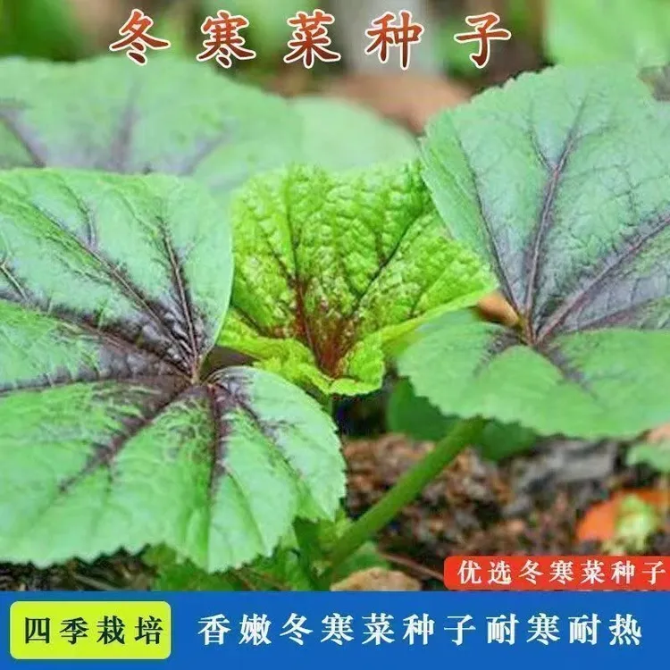 糯米冬寒菜种子四季可种适合阳台小院盆栽种植