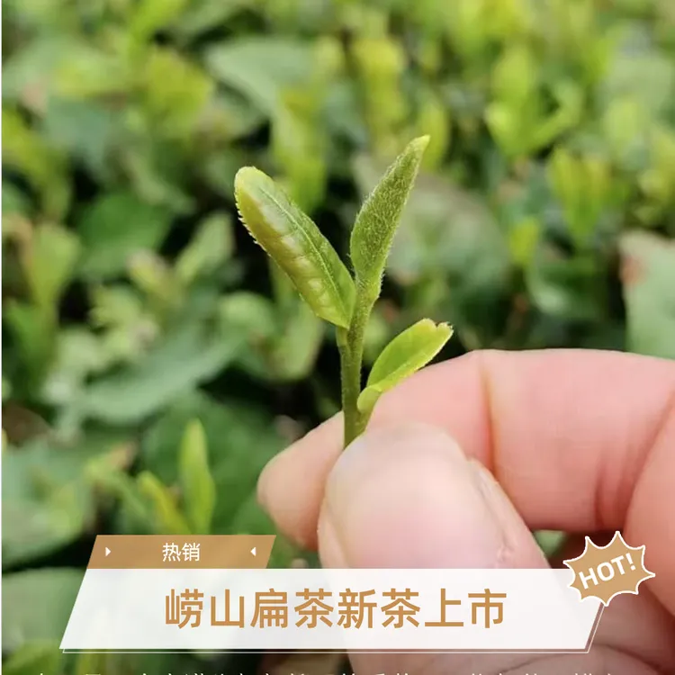 崂山大田黄金芽扁茶2025年新茶 露天茶  崂山绿茶    每袋125克
