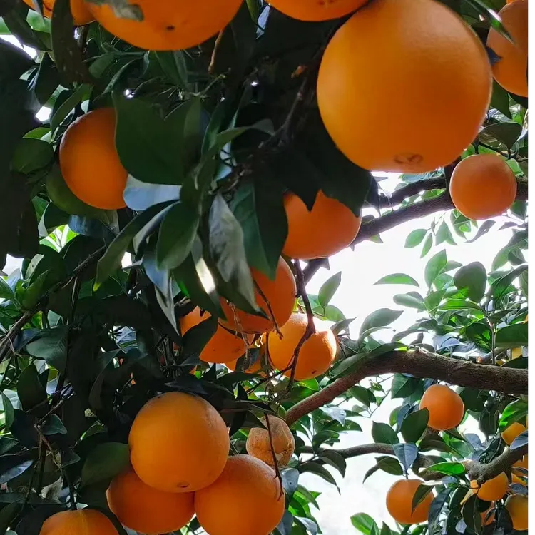 正宗雷波脐橙新鲜现摘多汁香甜应季水果产地直发