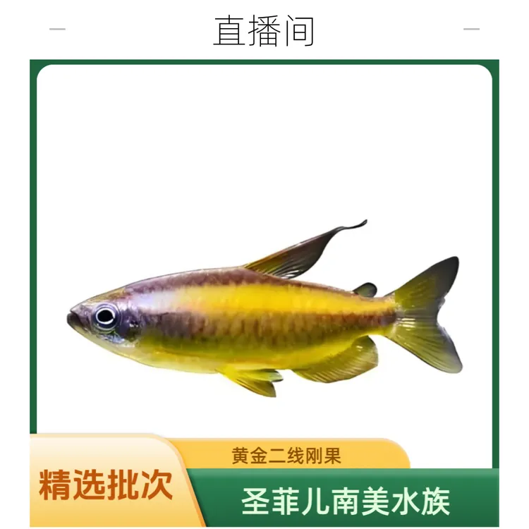 观赏鱼直播间黄金二线刚果灯鱼混养埃及南美配鱼热带鱼