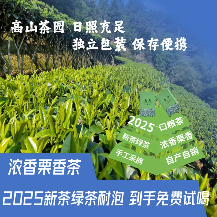 新茶2025毛尖新绿茶上市正宗高山云雾绿茶纯手工采摘性价比好茶