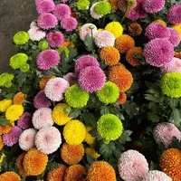 不选色多色乒乓菊盆栽  客厅室内盆栽 损坏10%不售后
