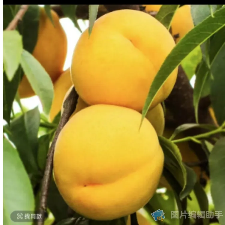 黄桃新鲜水果时令当季整箱桃子大果黄金蜜新鲜10脆桃包邮桃子
