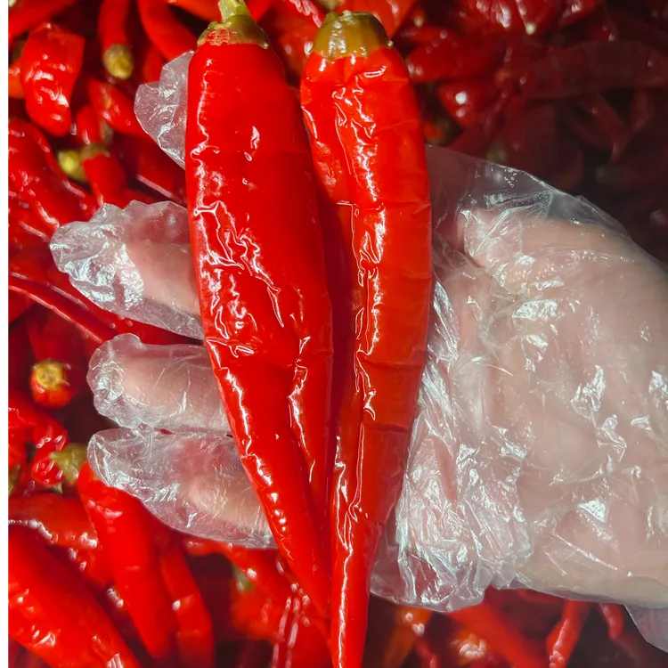 【老坛酸辣椒】新鲜红泡椒味道鲜美本地红辣椒好吃酸辣种植