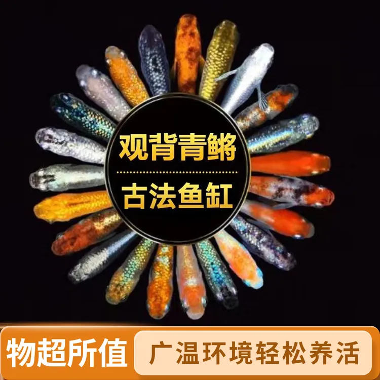 包损观背青鳉观赏鱼除油膜0-40度广温好养耐活新手鱼苗苹果螺混养