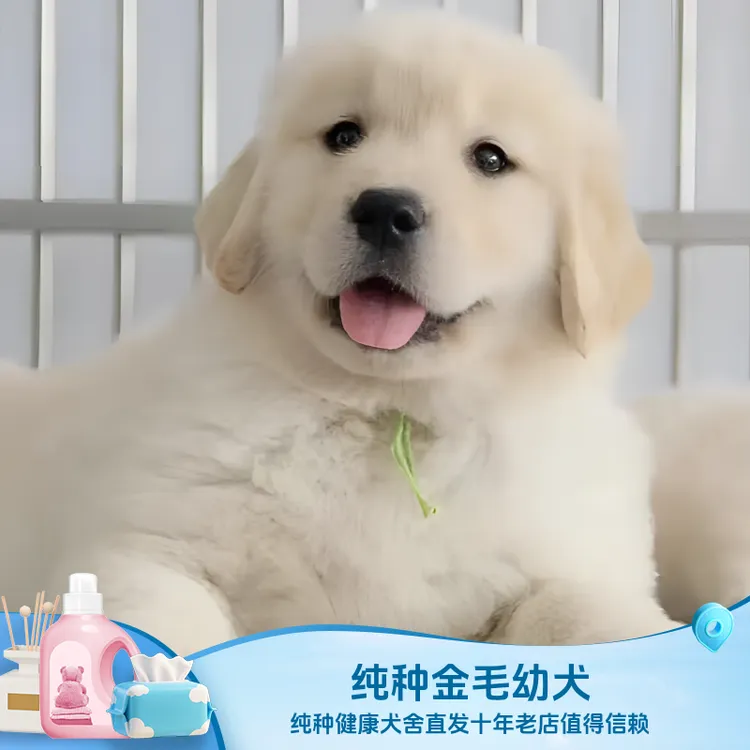【小武犬舍】纯种金毛幼犬 双血统金毛幼犬 金毛幼犬