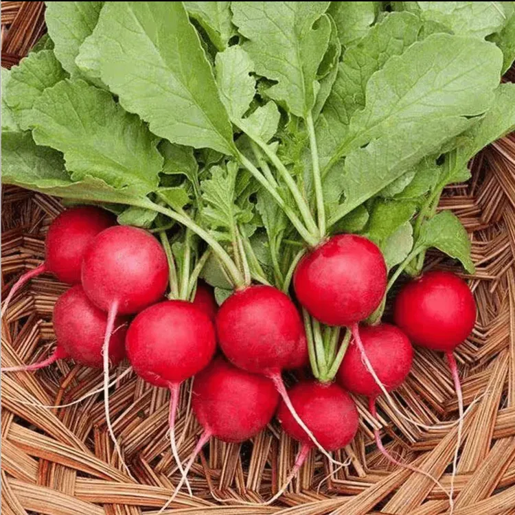 四季樱桃萝卜红皮白肉脆甜多汁新鲜蔬菜阳台种商品图