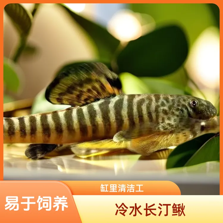 贵州爬岩鳅双吸盘爬岩鳅冷水清洁工淡水工具擦玻璃吃垃圾长汀