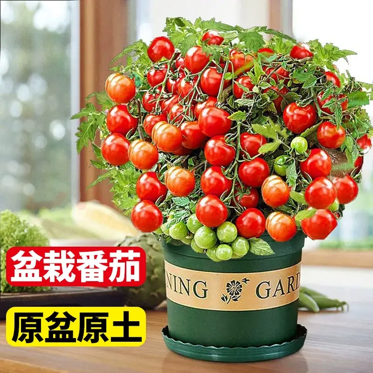寿光矮生红黄黑盆栽番茄苗带土球适合阳台种植盆栽小番茄