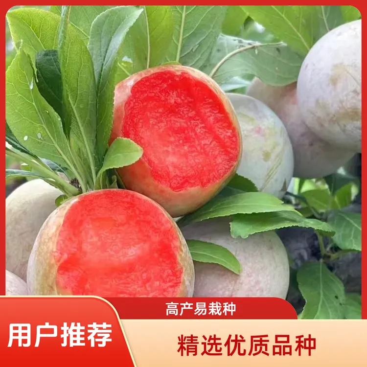 精品红香妃果树苗