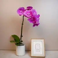 悠花里蝴蝶兰（粉红闺蜜）全花发货