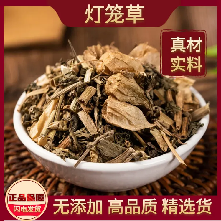 新货灯笼草中药材断血流鬼灯笼苦锦灯笼姑娘果草药萹蓄灯笼草包邮