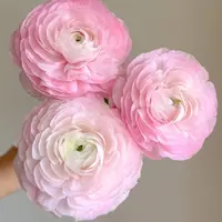 【大聪明卖花】洋牡丹鲜花  任意两单鲜花升级快递元旦福利