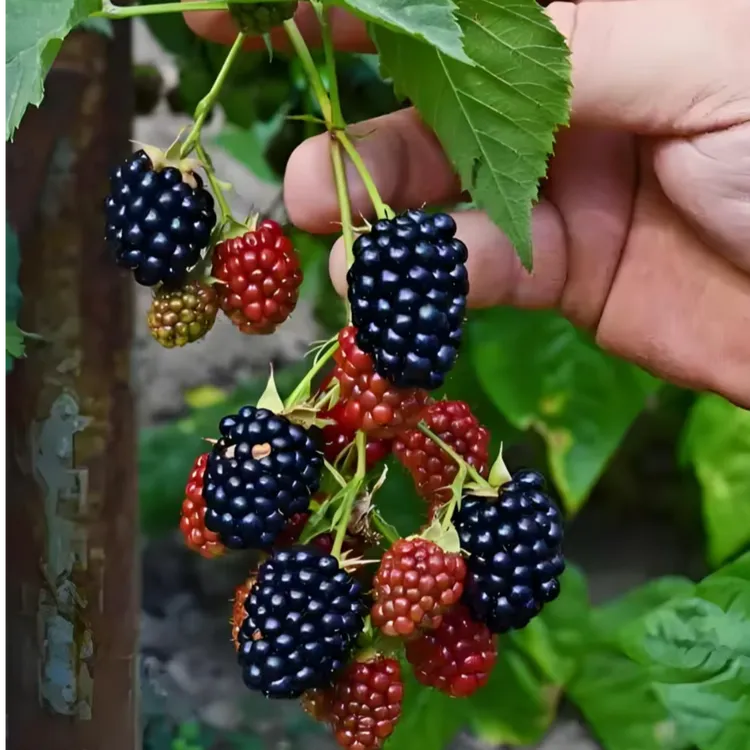 北科黑树莓苗热卖水果美国黑树莓苗黑莓树苗当年结果智利黑莓