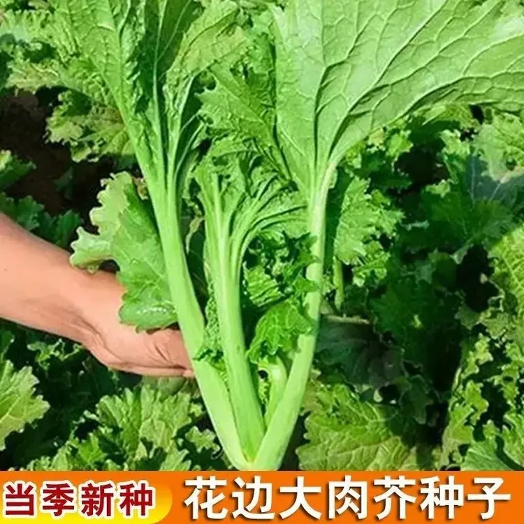 【大叶花边甜芥菜种子】阳台庭院四季盆栽种植农家菜园地芥菜蔬菜种