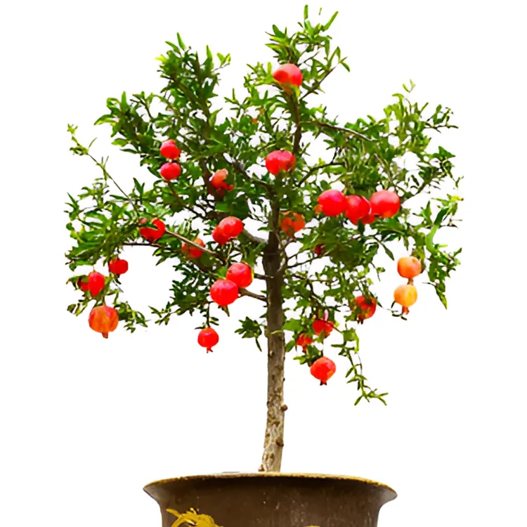 绿植园艺，花园植物，一物一拍地被植物