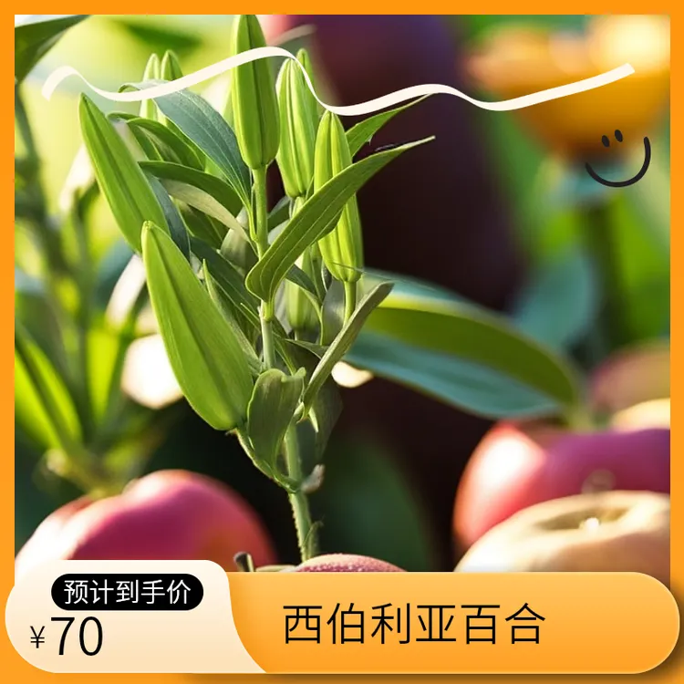 西伯利亚百合十支装，40个花苞以上