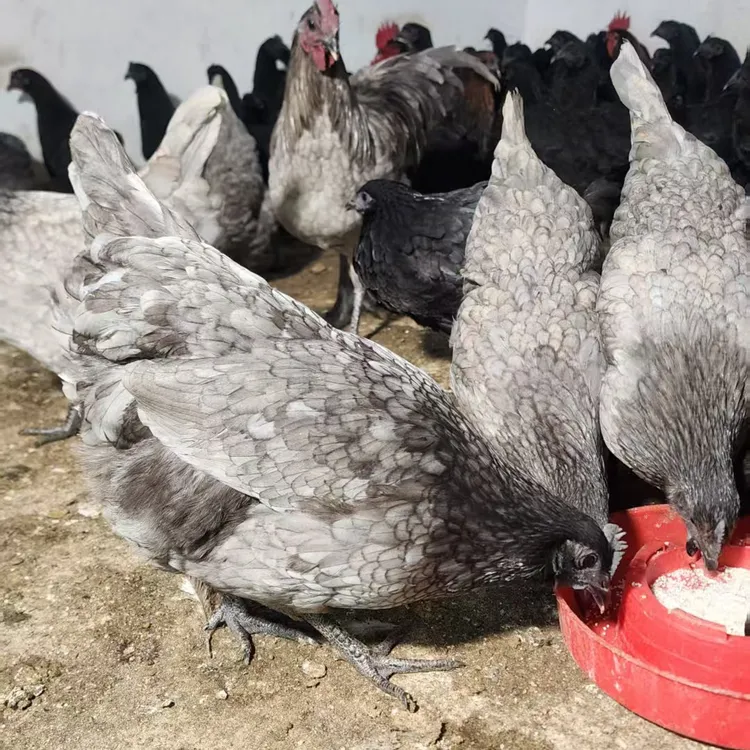正宗山林散养瓦灰鸡肉3斤左右山林乌骨肉质整鸡冰鲜