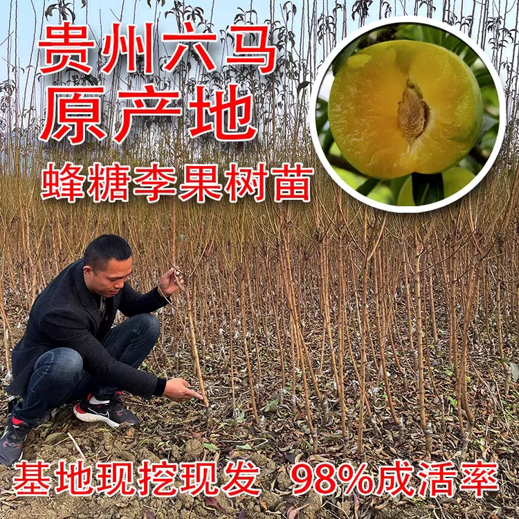 贵州六马蜂糖李子树苗原产地直发品质正宗正宗蜂糖李子树苗