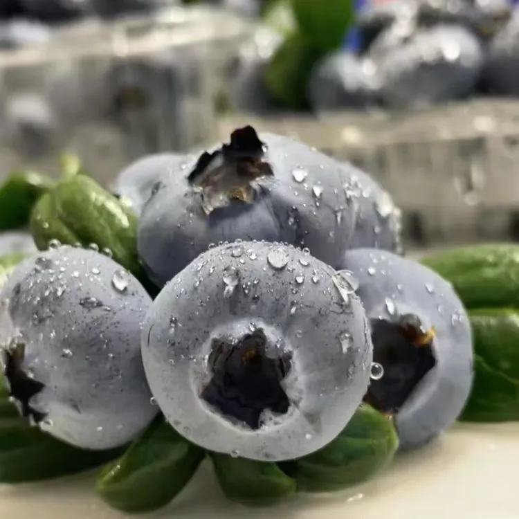 【顺丰空运】大凉山西昌新鲜采摘花香清甜脆甜爆汁生态乌蓝莓