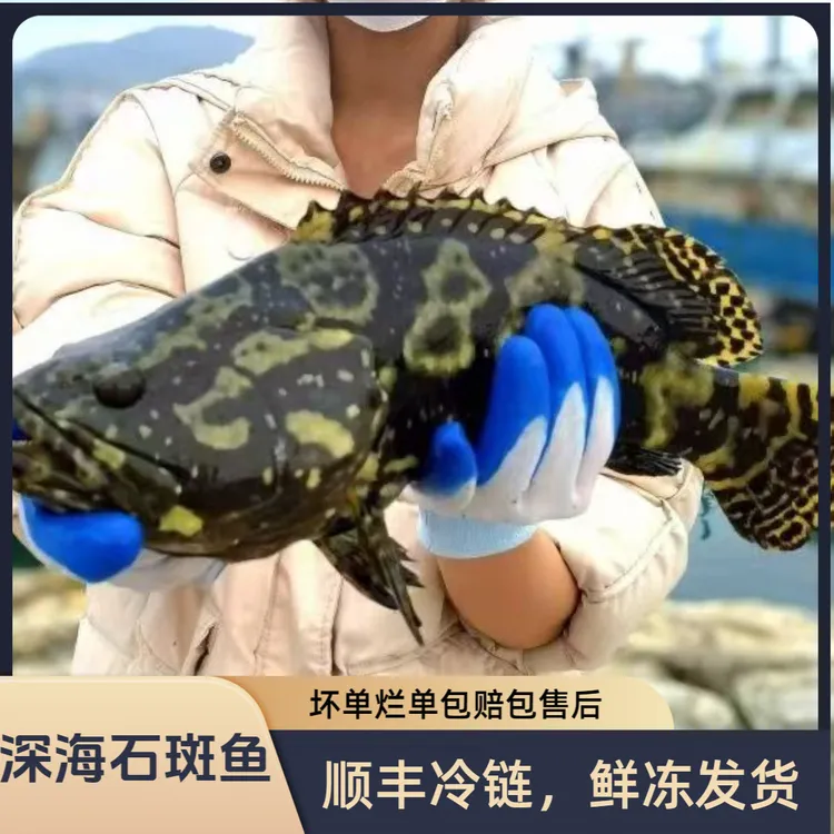 深海龙胆石斑鱼蓝瓜子斑海鲜老鼠斑龙趸鱼红石斑石九公老虎斑鱼