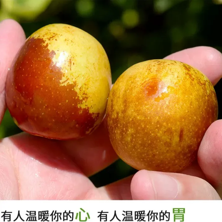 陕西大荔冬枣新鲜脆甜当季水果产地直发京东包邮商品图