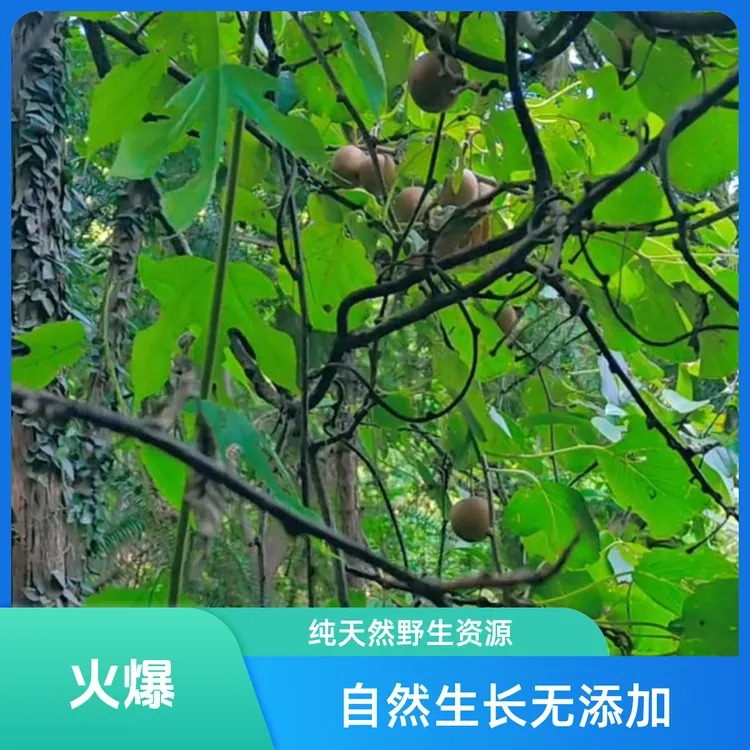 商城县 大别山野生猕猴桃