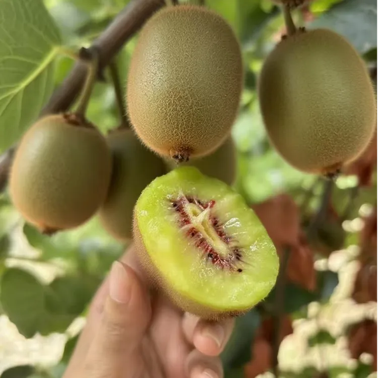 温州永嘉正宗红心猕猴桃当季新鲜水果奇异果香甜多汁孕妇礼盒装