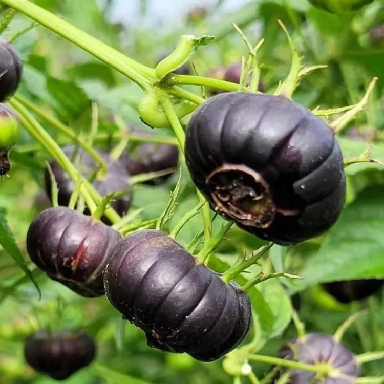 红果参育苗种籽早熟晚熟大果当年种当年结果蜘蛛果水果树种子