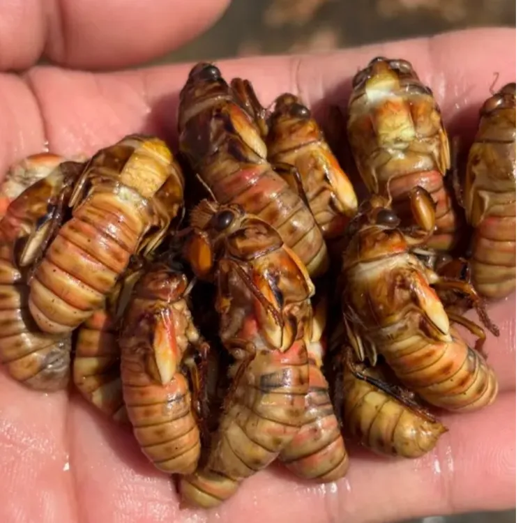 新鲜出土中个小知了猴春蝉顺丰知了猴新鲜包邮