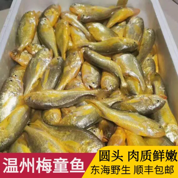 梅童鱼东海野生新鲜捕捞14-16条/斤包冰速冻温州特产