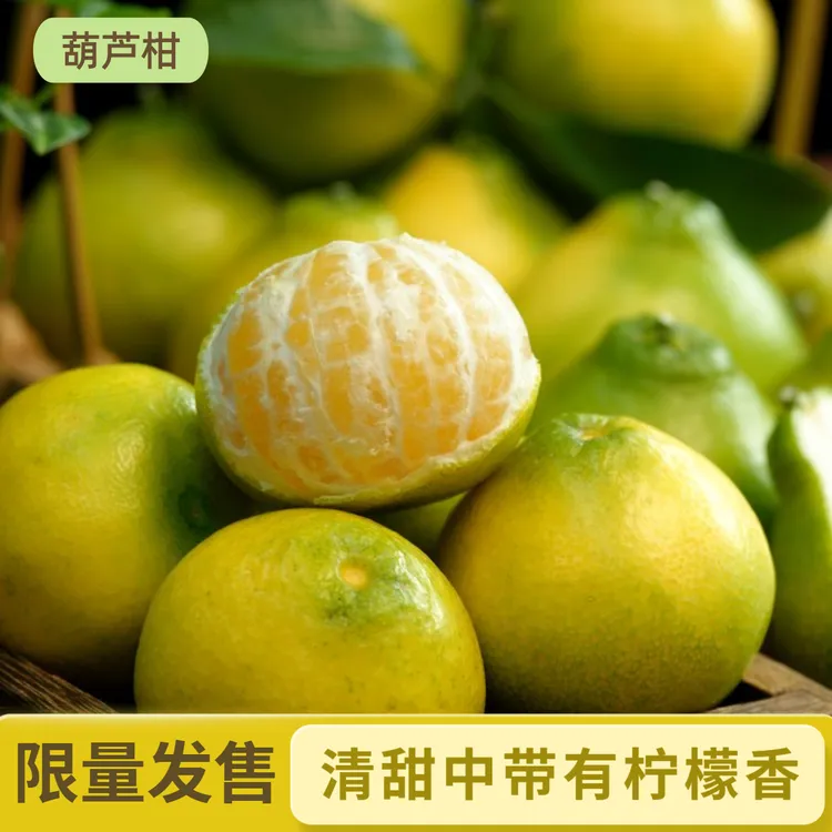 【顺丰包邮】产地直发阳光二号葫芦柑清甜多汁带有柠檬香气