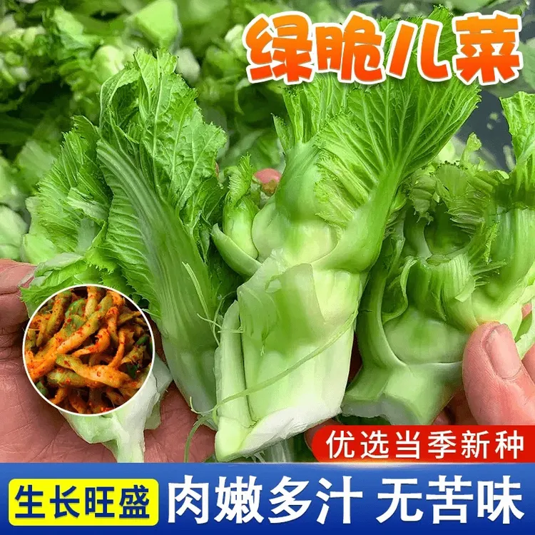 儿菜种子芥菜种籽宝宝菜秋季播泡菜蔬菜种子特大高产儿菜抱儿菜孑
