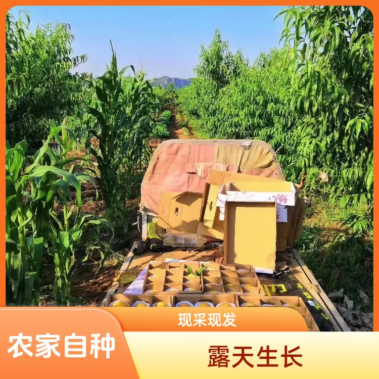 （平谷大桃）北京平谷后北宫农家自种鲜桃-现采现发
