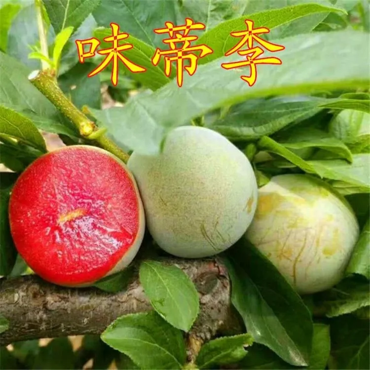 味蒂李子果树苗李子树苗 美国杏李苗 味帝李苗 嫁接味帝杏李 树苗