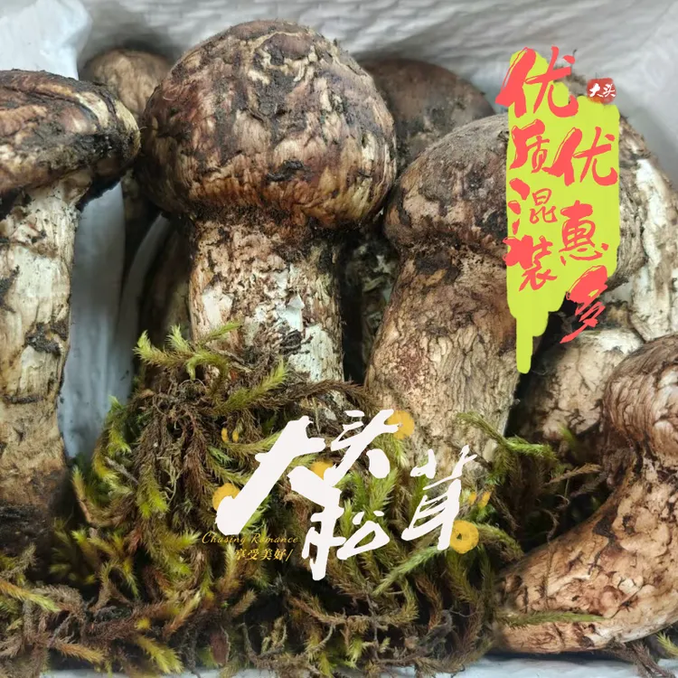 香格里拉精选新鲜松茸 大头规格 500g、1000g，优质混装（9-15cm）